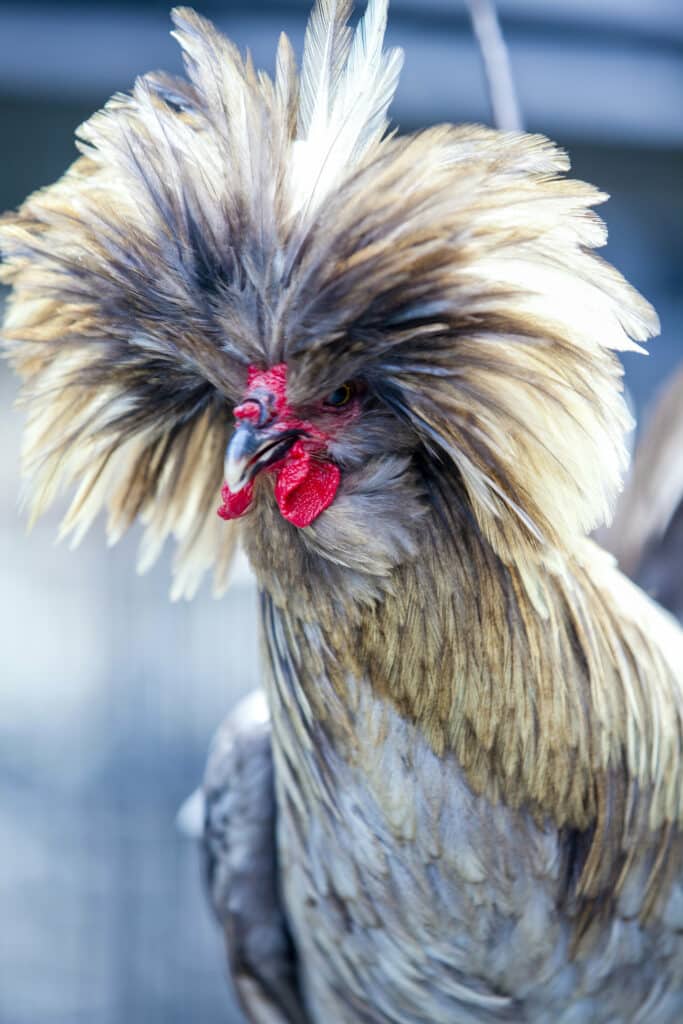 Chicken with bad hair day