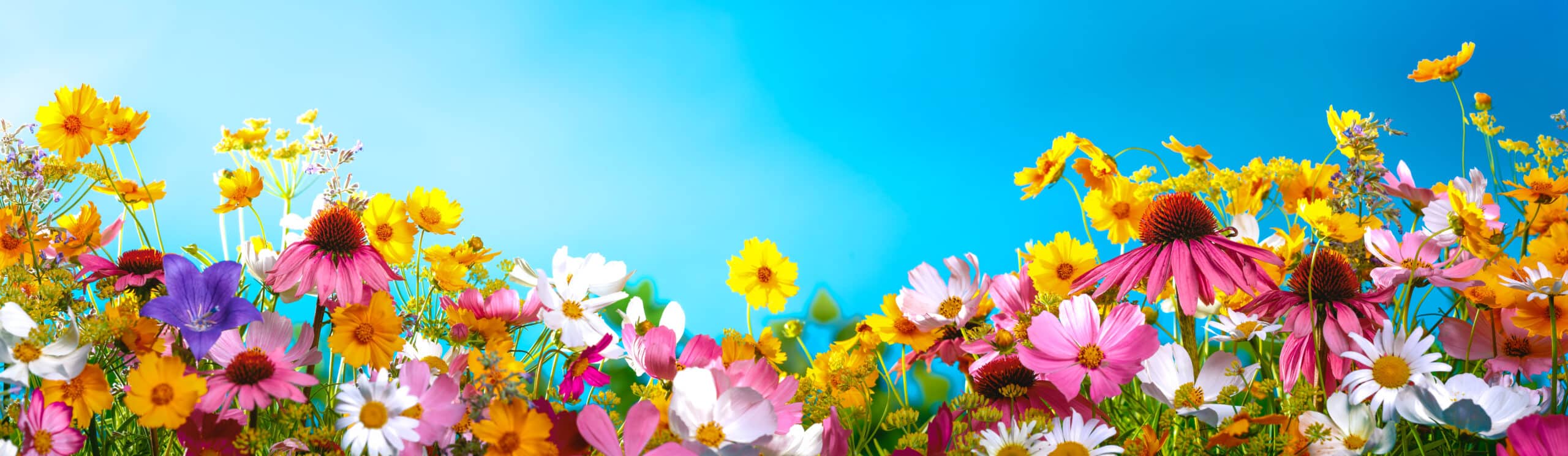 Colorful flowers arranged horizontally