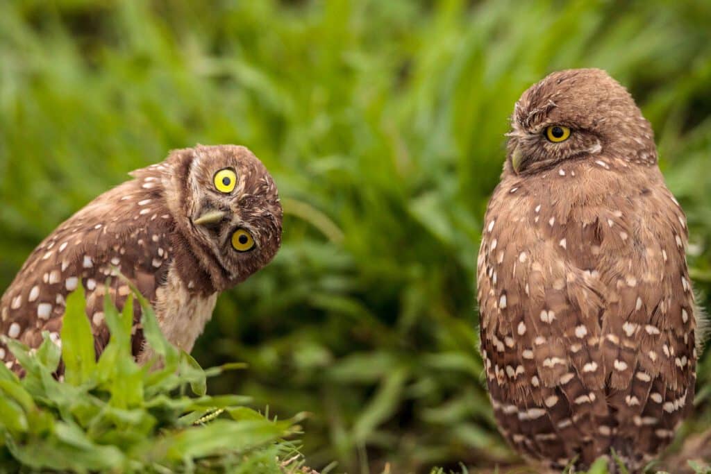 Two curious owls with one looking ahead with head sideways and the other owl staring at owl #1
