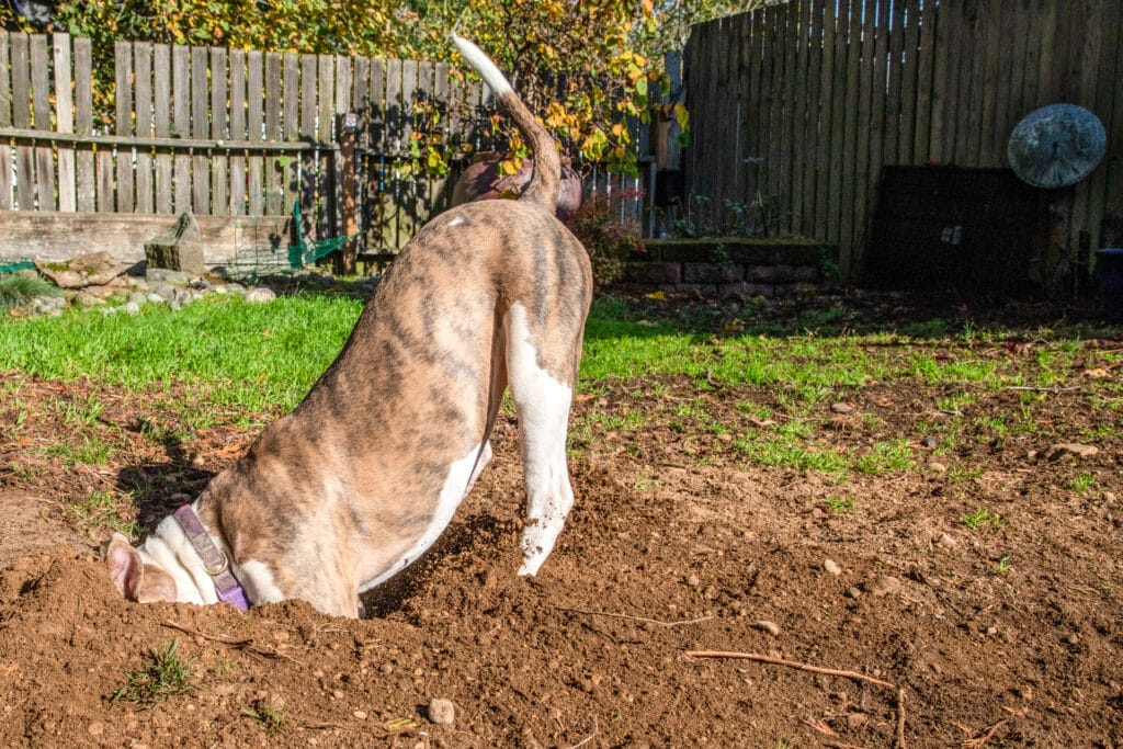 Dog digging a deep hole into the lawn or garden