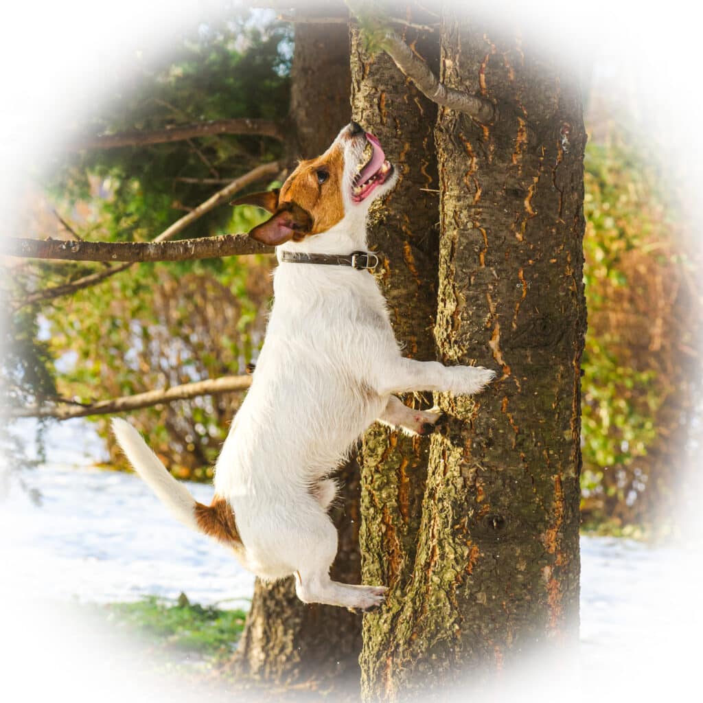 Ambitious dog attempting to climb tree in pursuit of something
