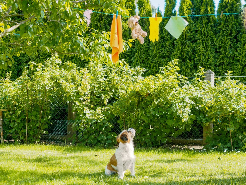 Dog looking at its washed toy on a clothesline