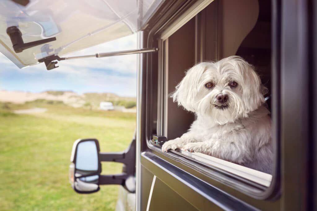 Small dog looking out the window of an RV
