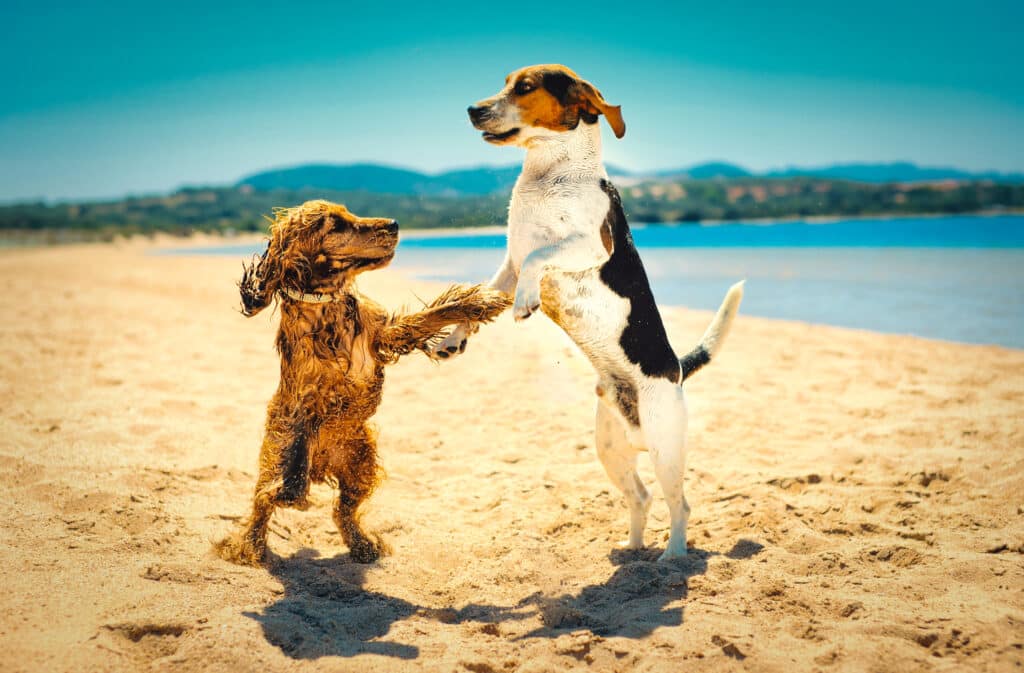 Two playful dogs at beach dancing