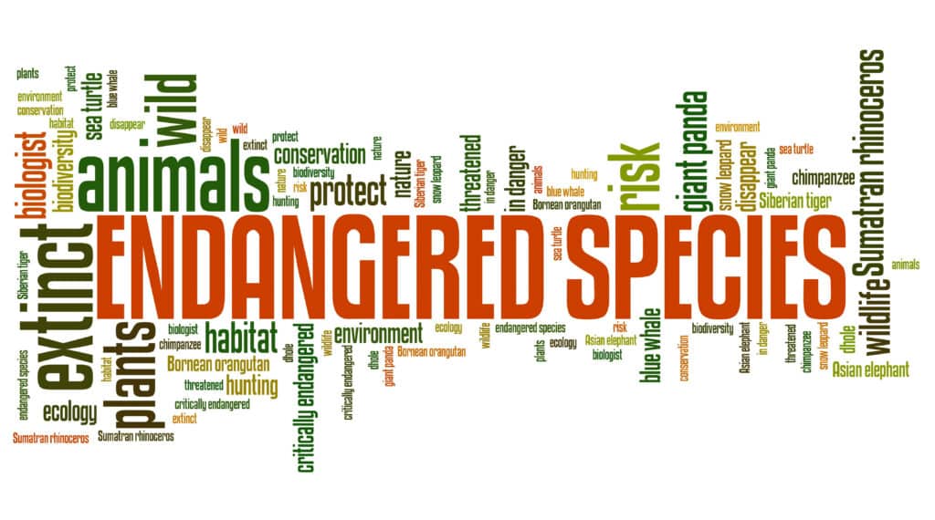 Endangered species word cloud