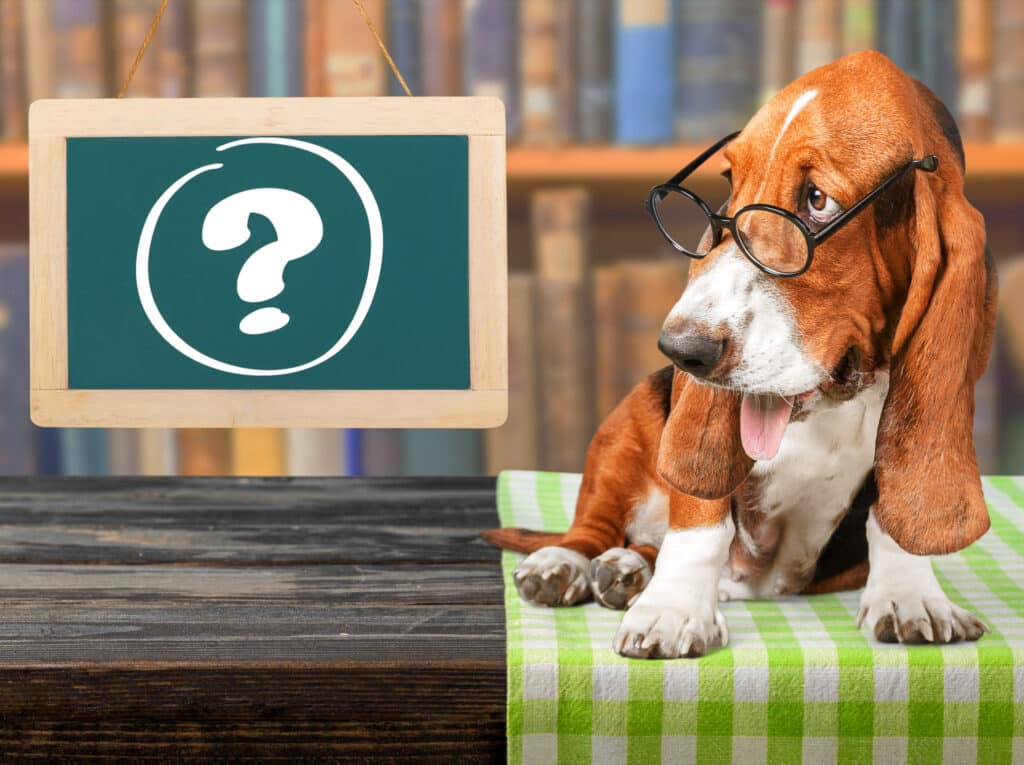 Basset Hound dog known as Muttlee looking very studious in a library. Character from Reimagine My Community website.