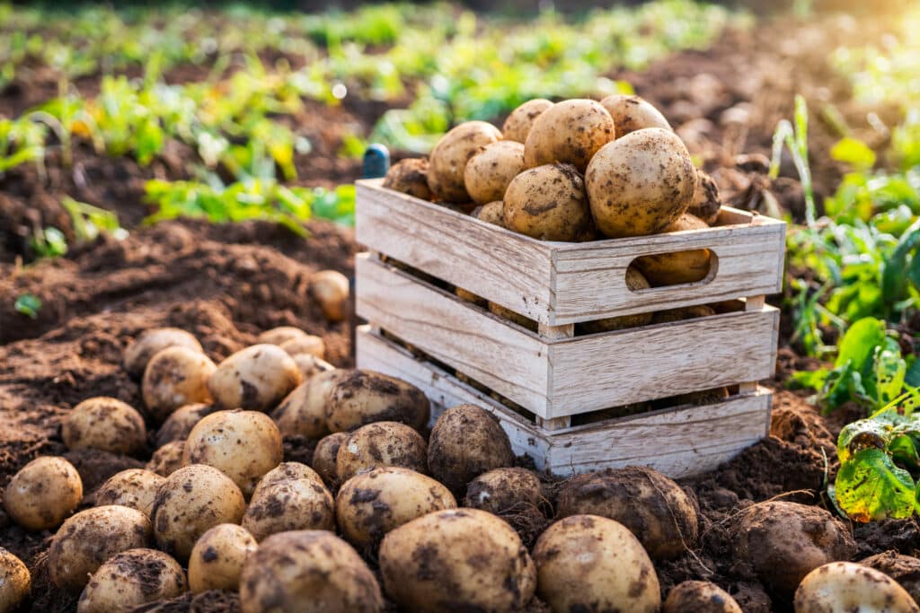 Wooden Box full of potatoes from a garden with other potatoes on the ground