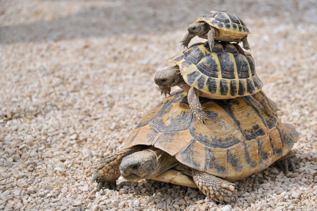 Tortoises stacked 3 high from largest to smallest